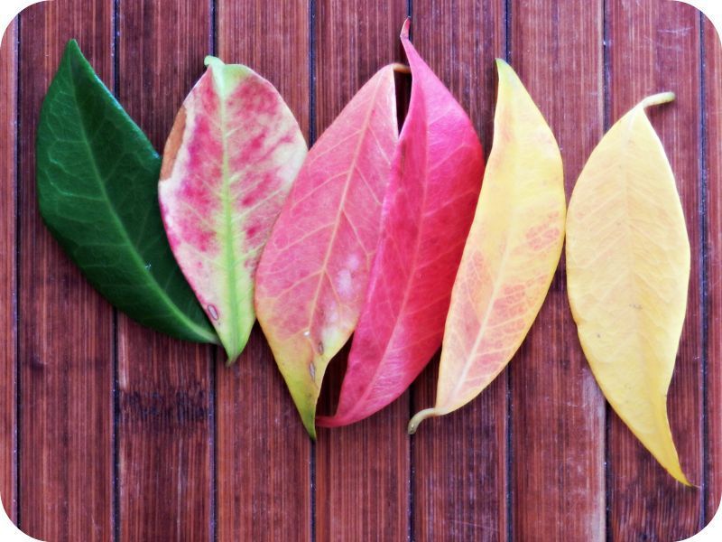 hojas cambian de color en otoño